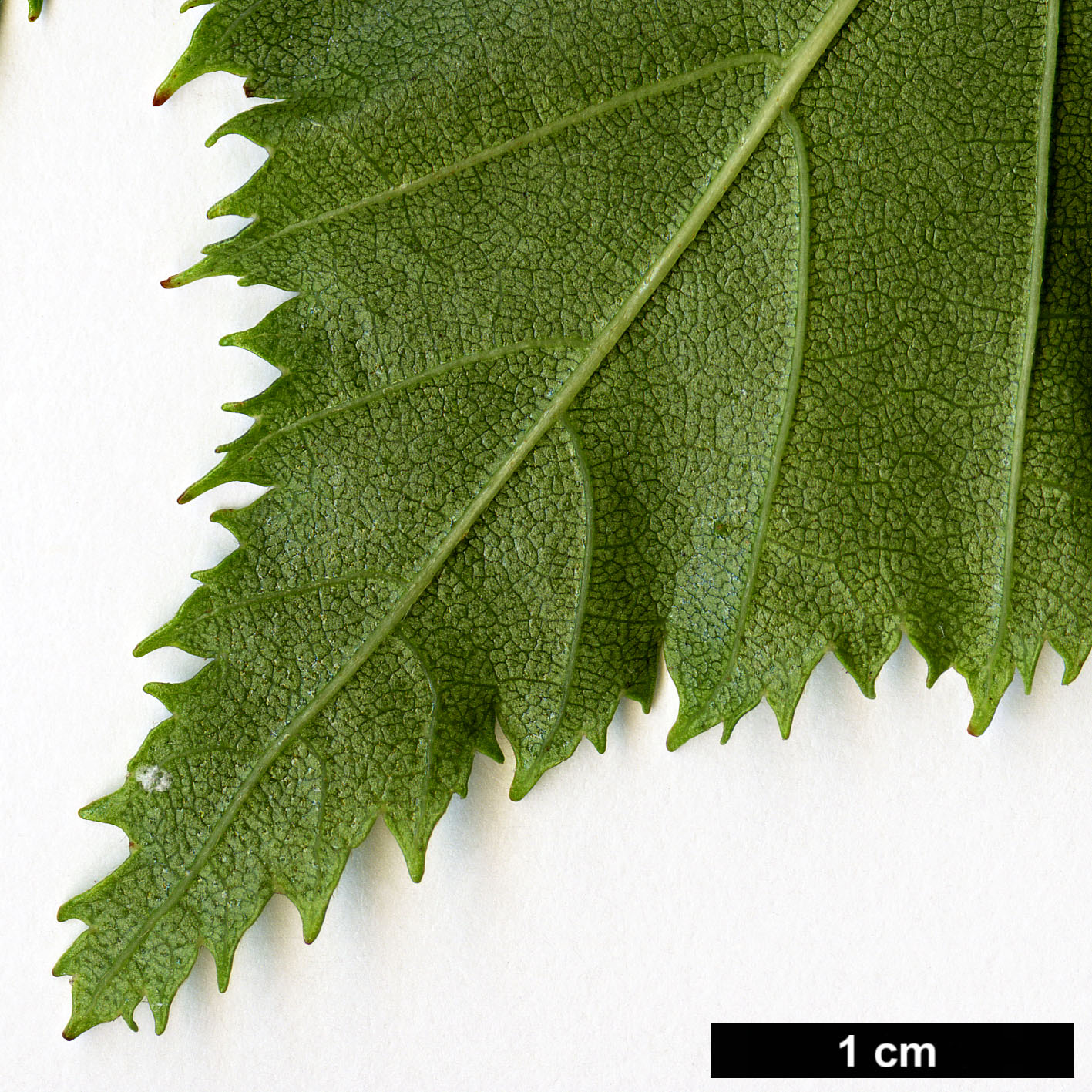 High resolution image: Family: Betulaceae - Genus: Alnus - Taxon: aff. maximowiczii